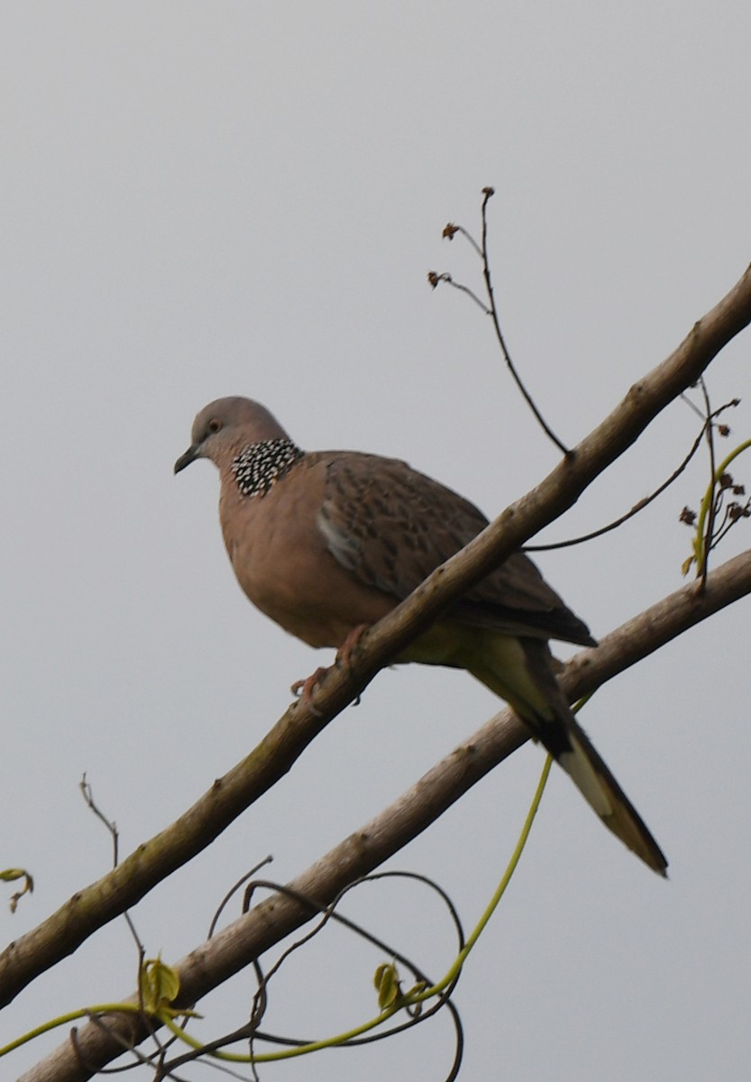 Spotted Dove - ML460073551