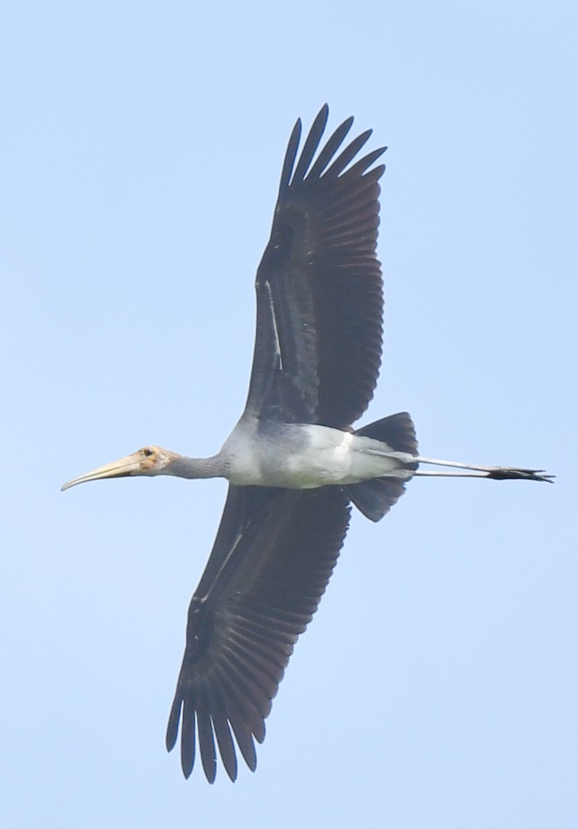 Painted Stork - norman wu
