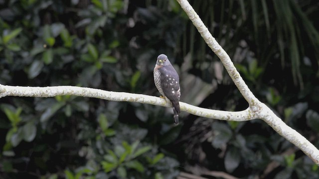 Double-toothed Kite - ML460080531