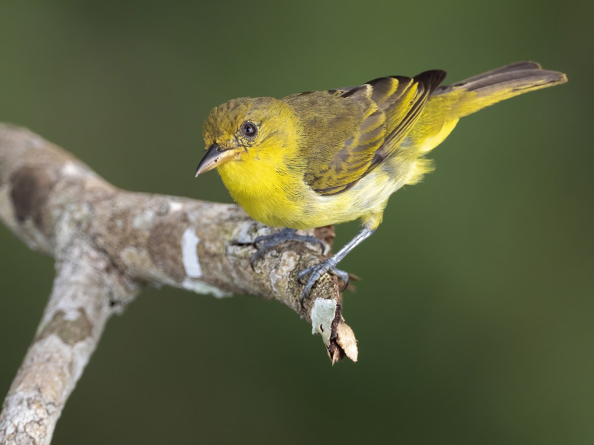 Yellow-backed Tanager - ML460081551