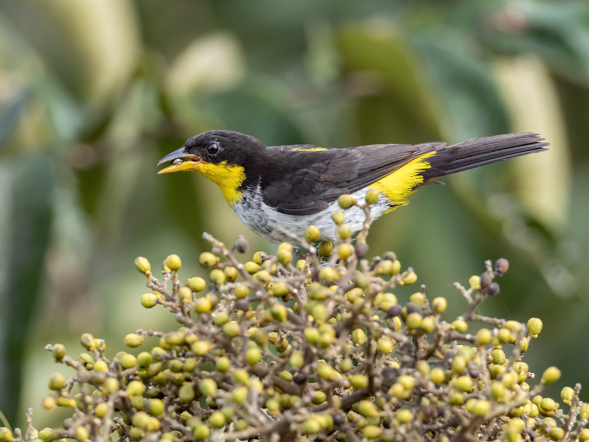 Yellow-backed Tanager - ML460081561