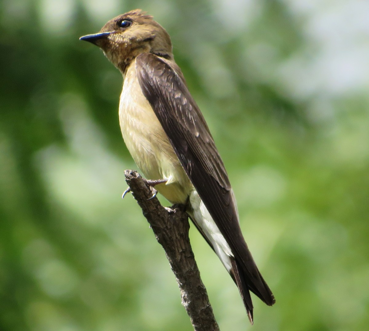 Southern Rough-winged Swallow - ML460081691