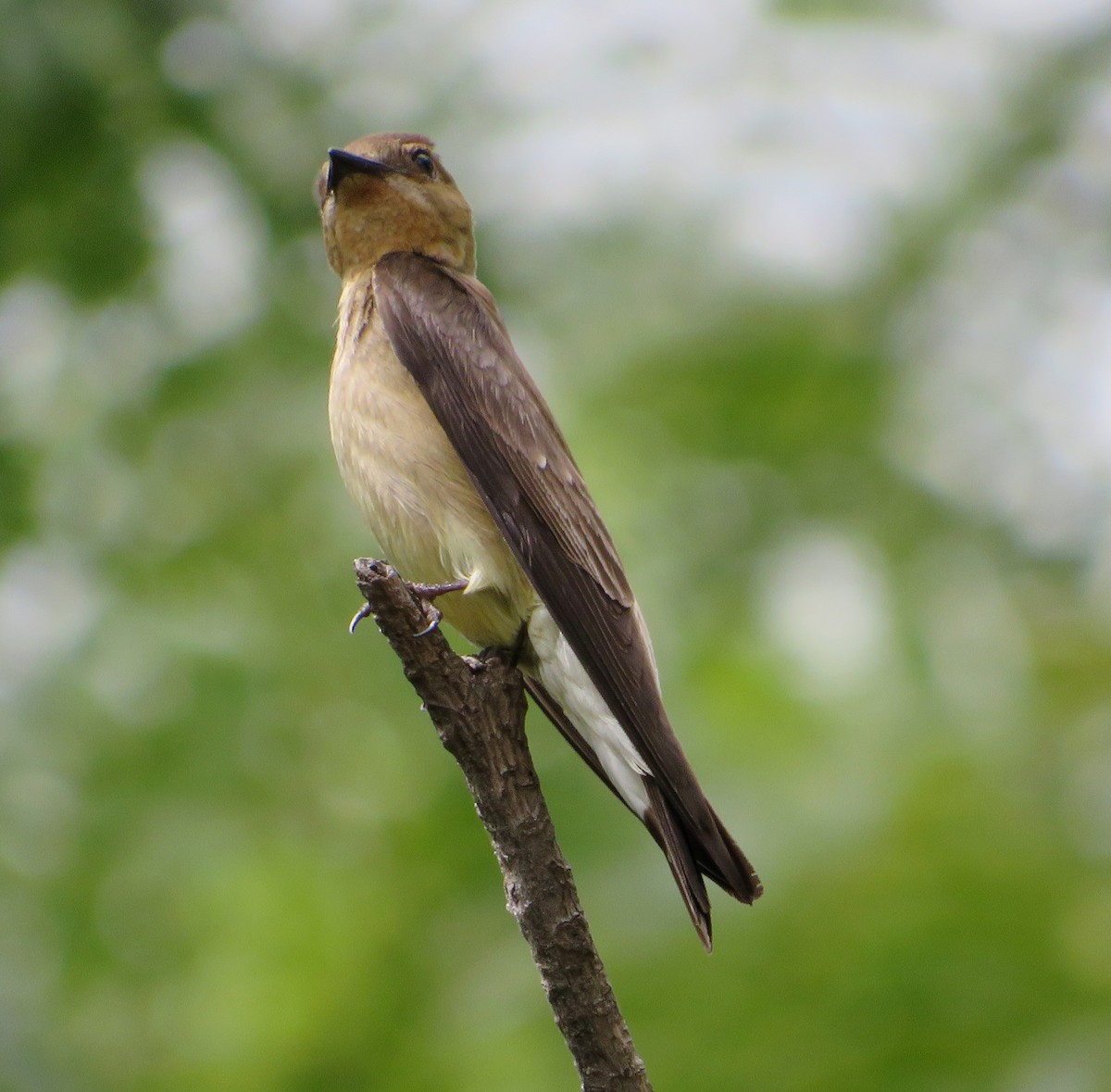 Southern Rough-winged Swallow - ML460081751