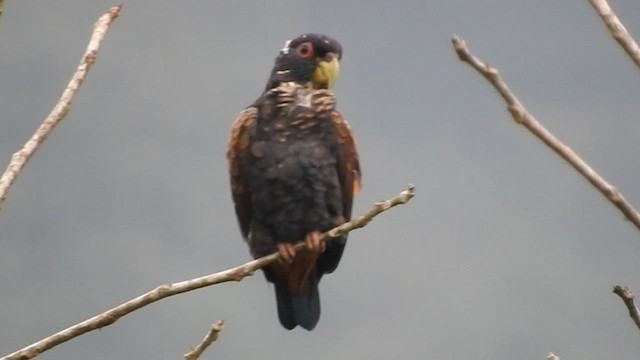 Bronze-winged Parrot - ML460086261