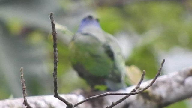 Blue-headed Parrot - ML460087071