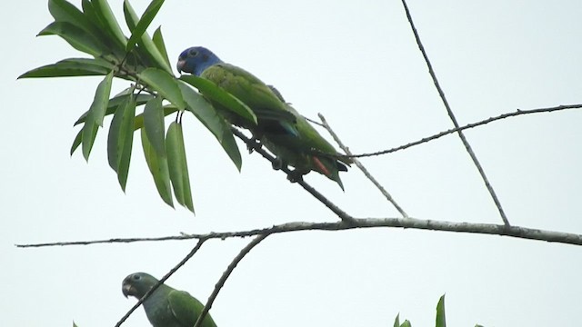 Blue-headed Parrot - ML460087321