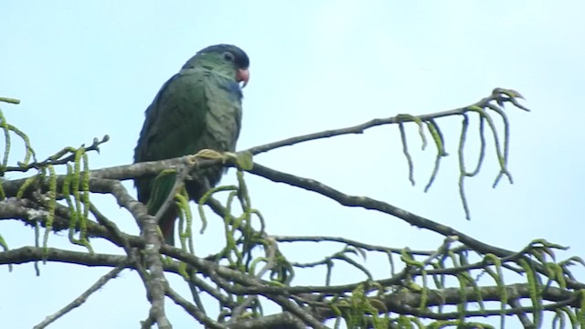 Speckle-faced Parrot (White-capped) - ML460088441