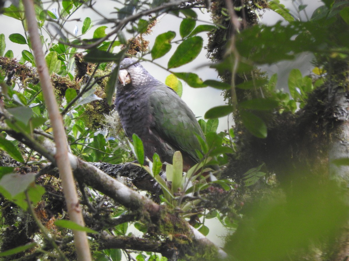 Speckle-faced Parrot (White-capped) - ML460088691