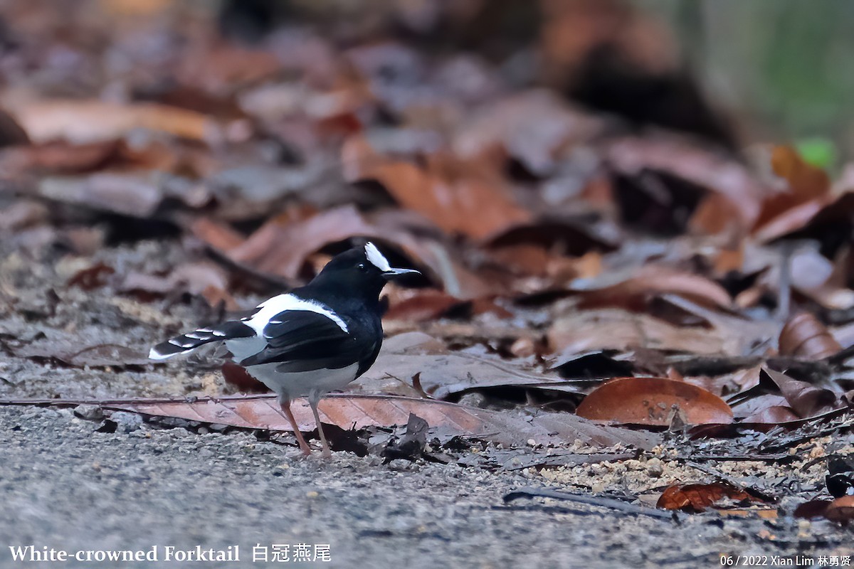 White-crowned Forktail - ML460090961