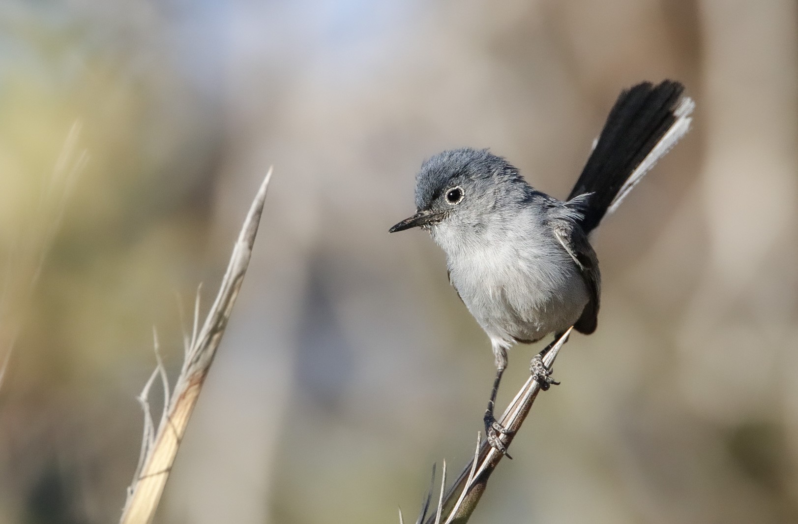 Blue-gray Gnatcatcher — Beach Birding