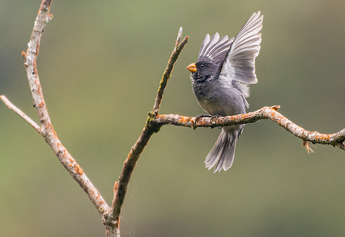 Gray Seedeater - ML460098651