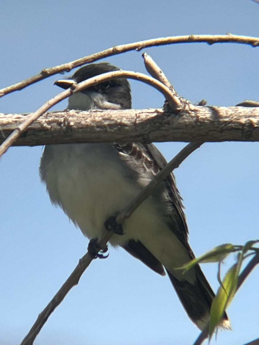 ML460100831 - Eastern Kingbird - Macaulay Library