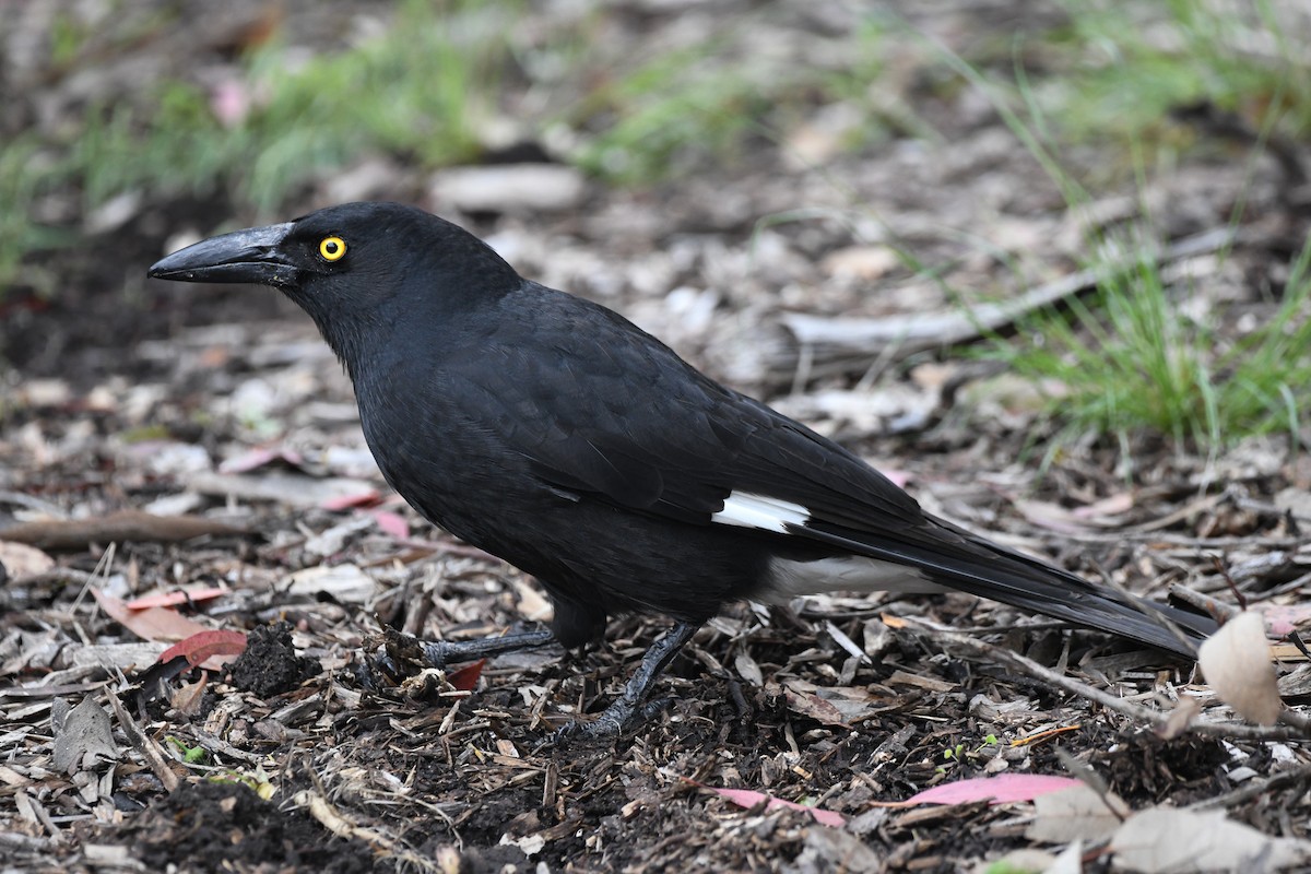Pied Currawong - ML460105111
