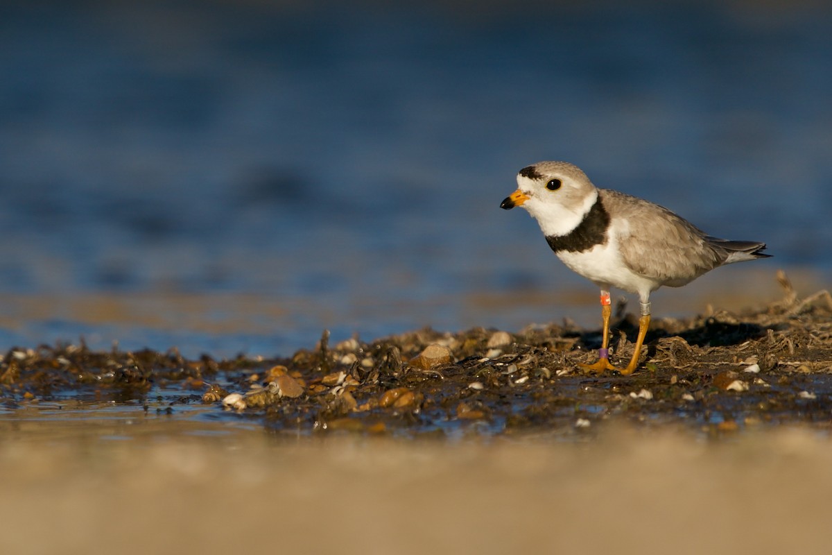 Piping Plover - ML460106381