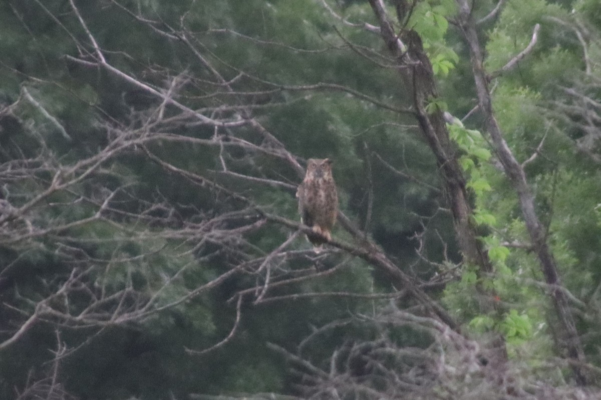 Great Horned Owl - ML460107391
