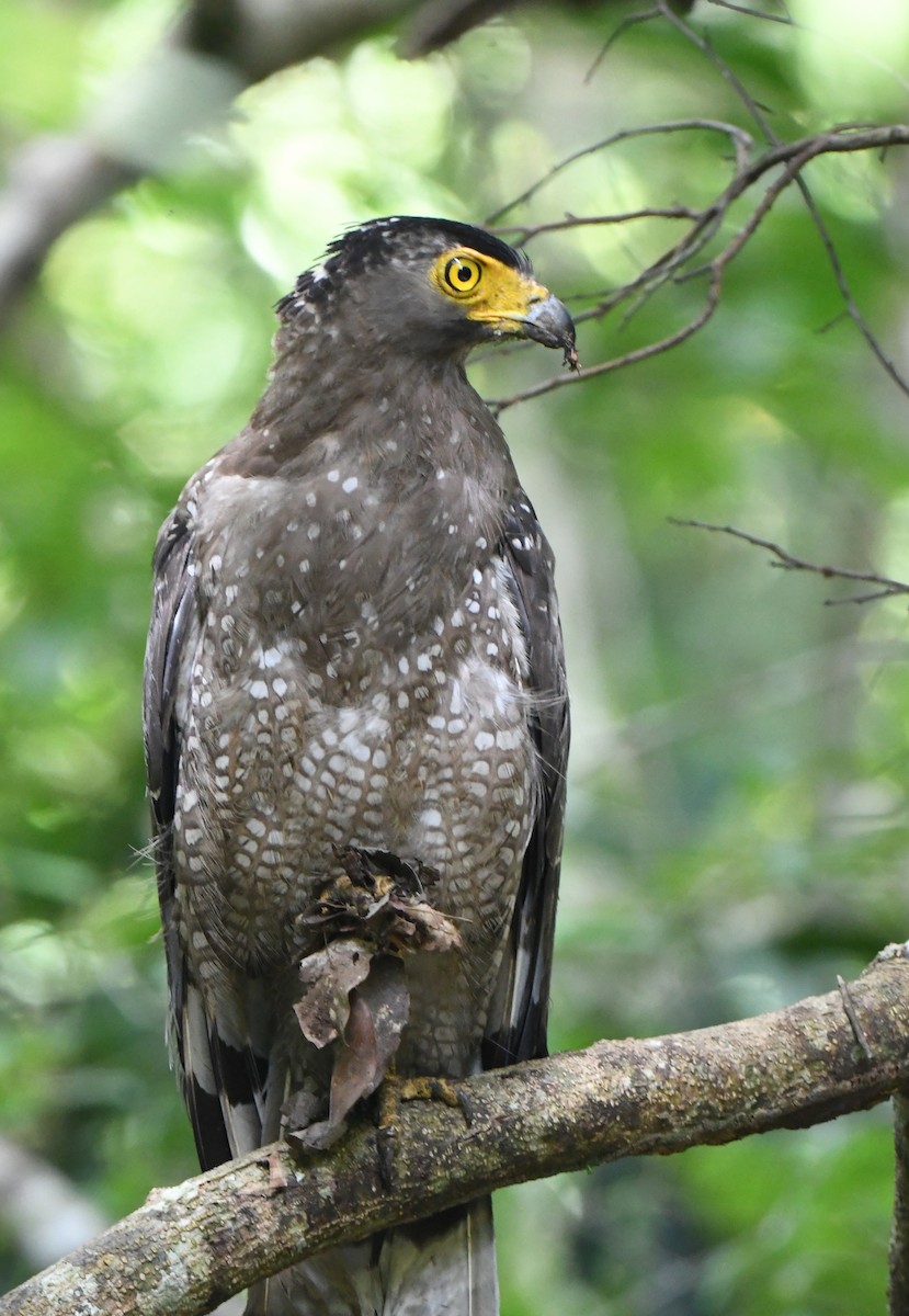Crested Serpent-Eagle - ML460109131
