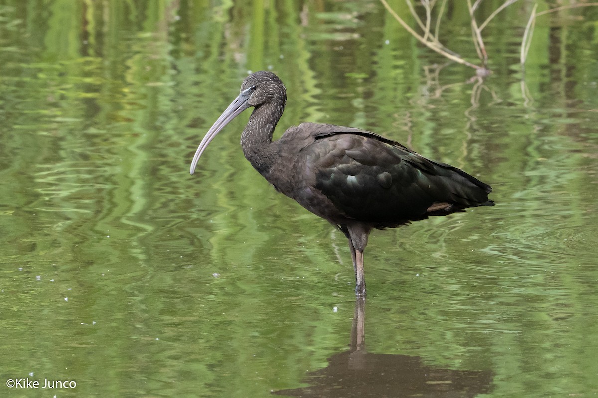 ibis hnědý - ML460109571