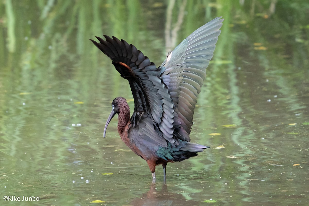 ibis hnědý - ML460109591