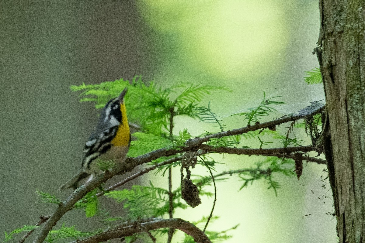Yellow-throated Warbler - Todd Boyce