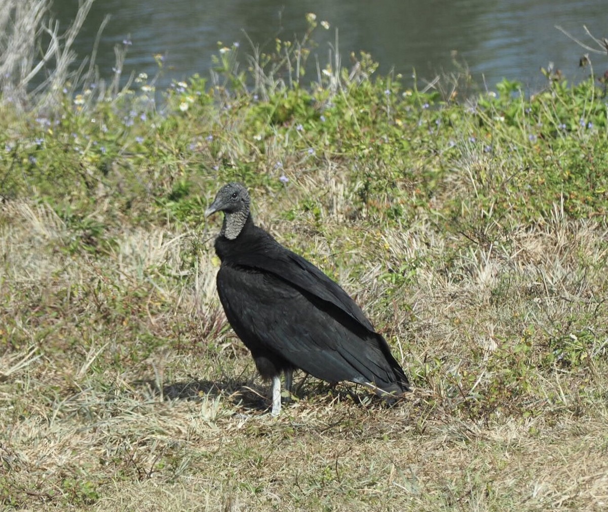 Black Vulture - ML460126001