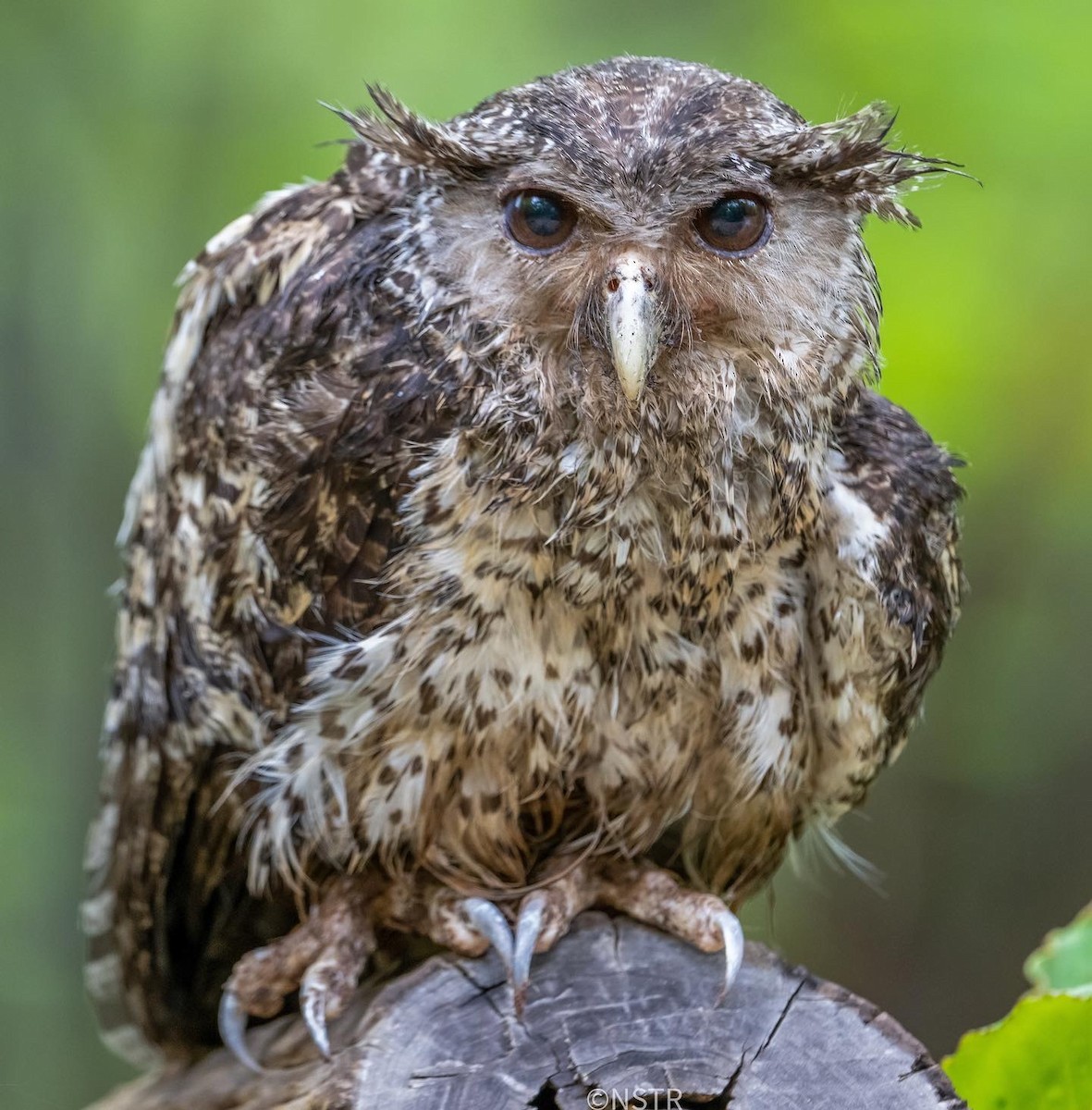 Spot-bellied Eagle-Owl - Munna Mandalapu