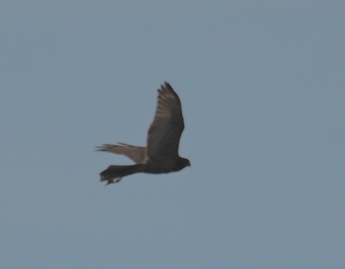 Collared Sparrowhawk - ML460128531