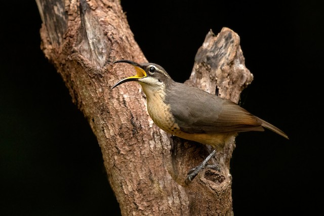 Victoria's Riflebird