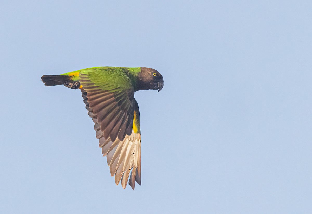 Senegal Papağanı - ML460131011