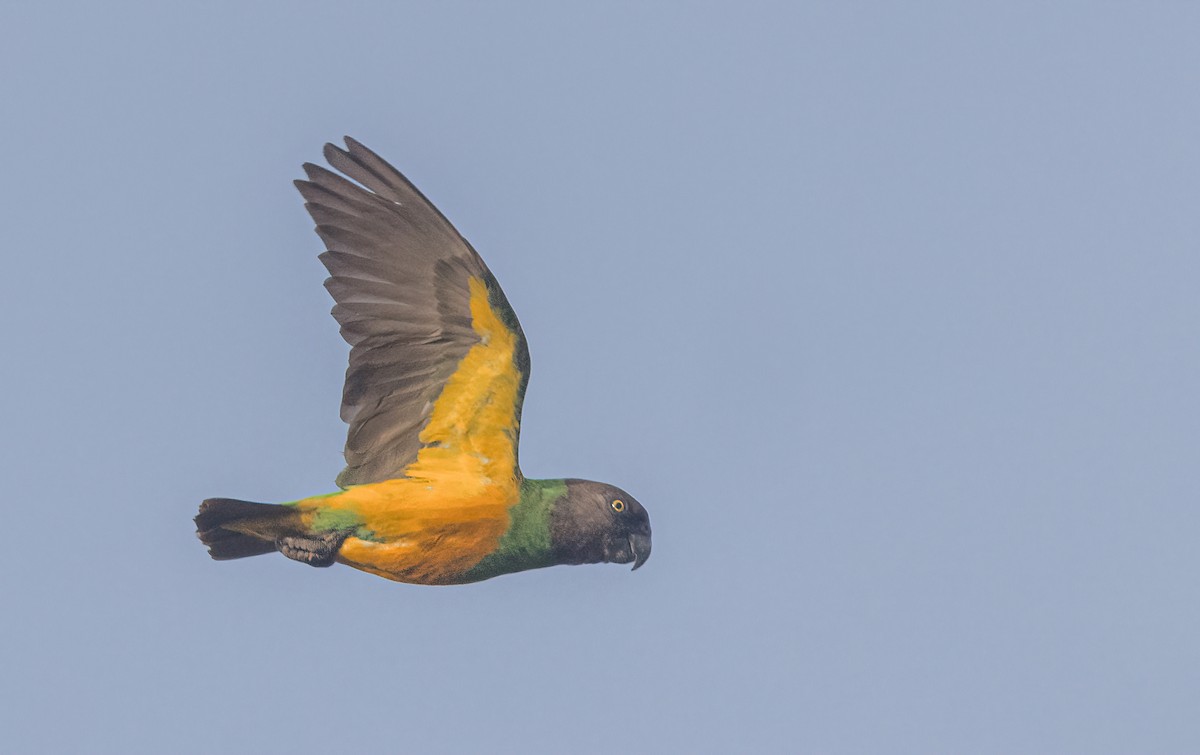 Senegal Parrot - Pascal De Munck