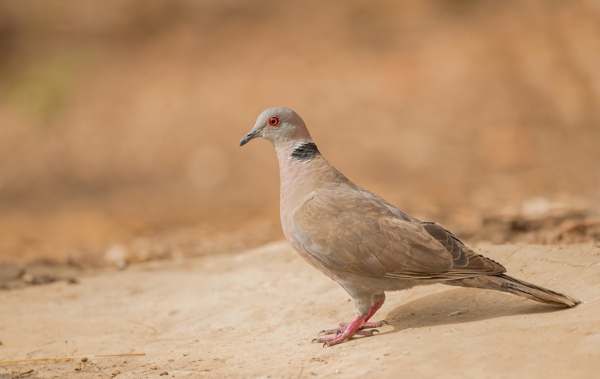 Mourning Collared-Dove - ML460131121