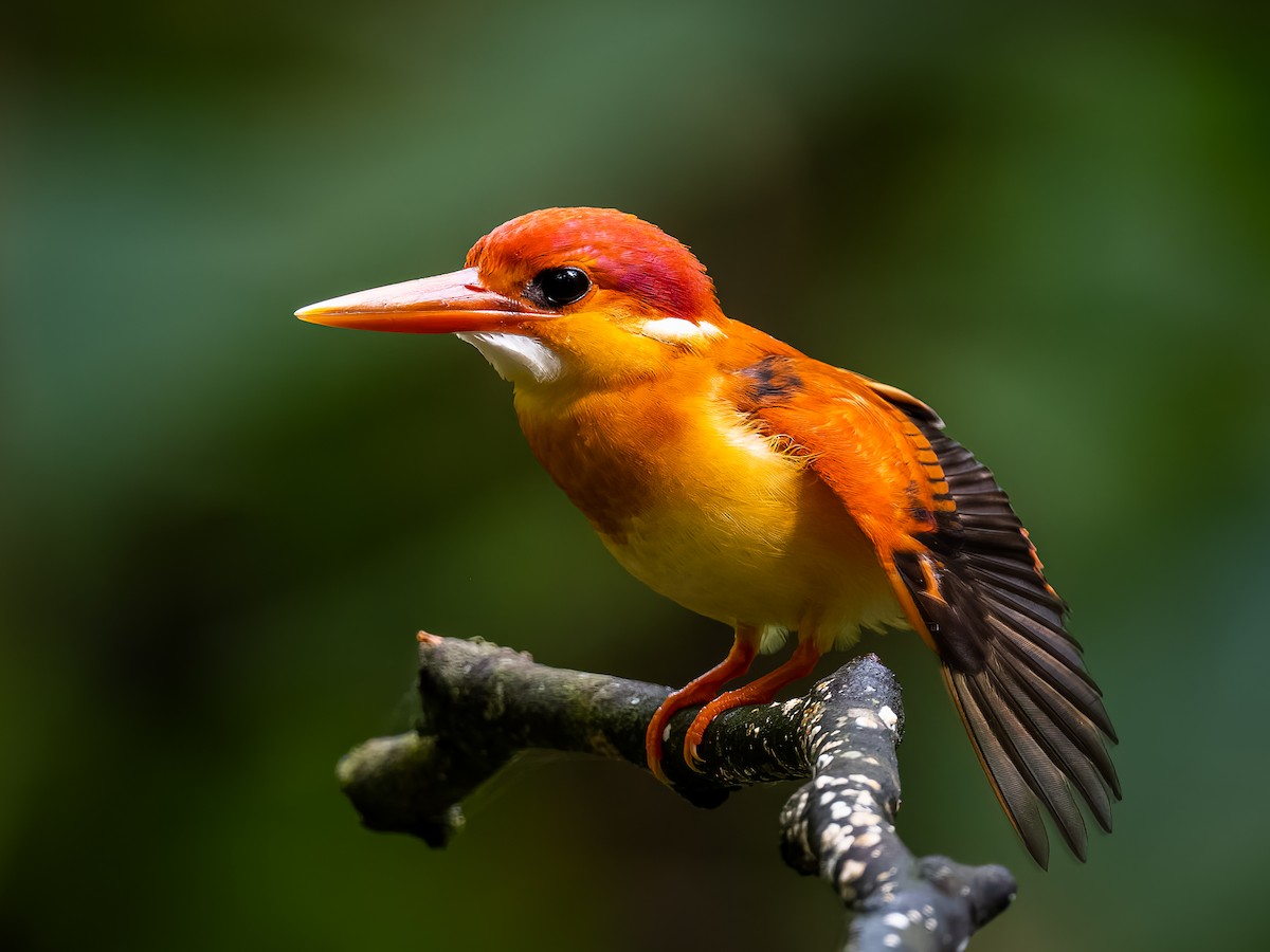 Rufous-backed Dwarf-Kingfisher - ML460133301