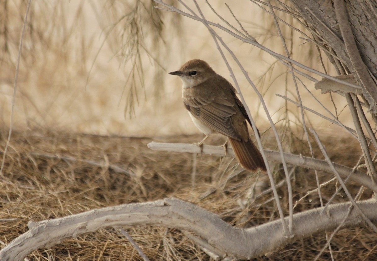 Common Nightingale (golzii) - ML460138081