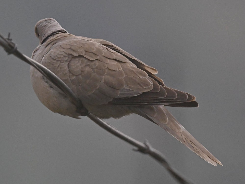 Eurasian Collared-Dove - ML460138351
