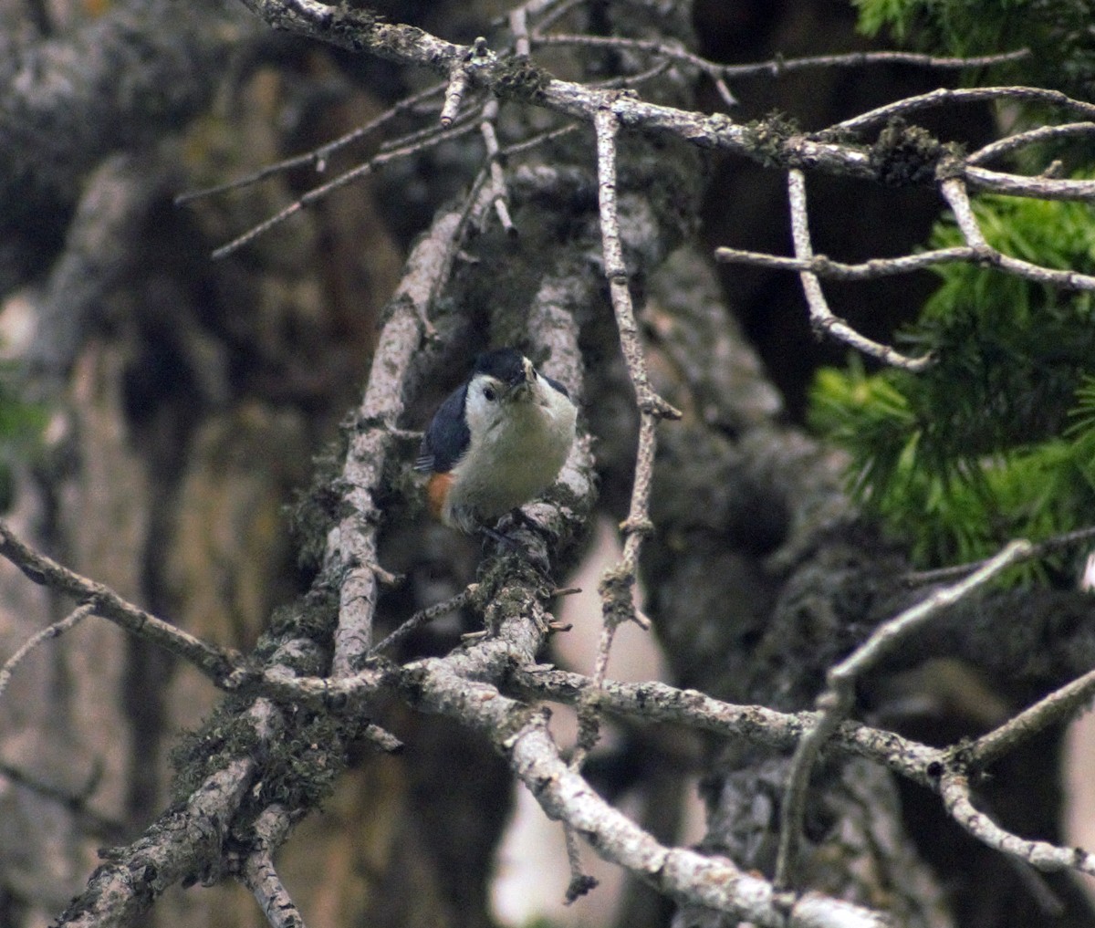 White-cheeked Nuthatch - ML460146581