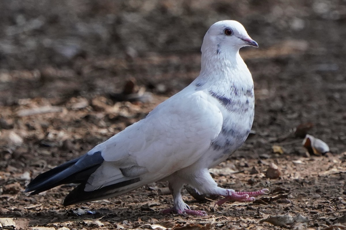 Rock Pigeon (Feral Pigeon) - Chris Daniels