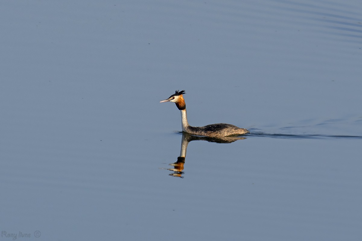 Great Crested Grebe - ML460149901