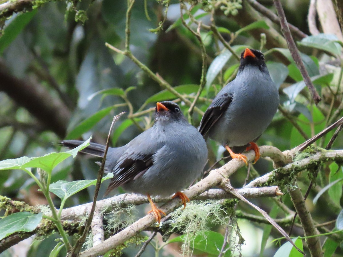 Black-faced Solitaire - ML460154331