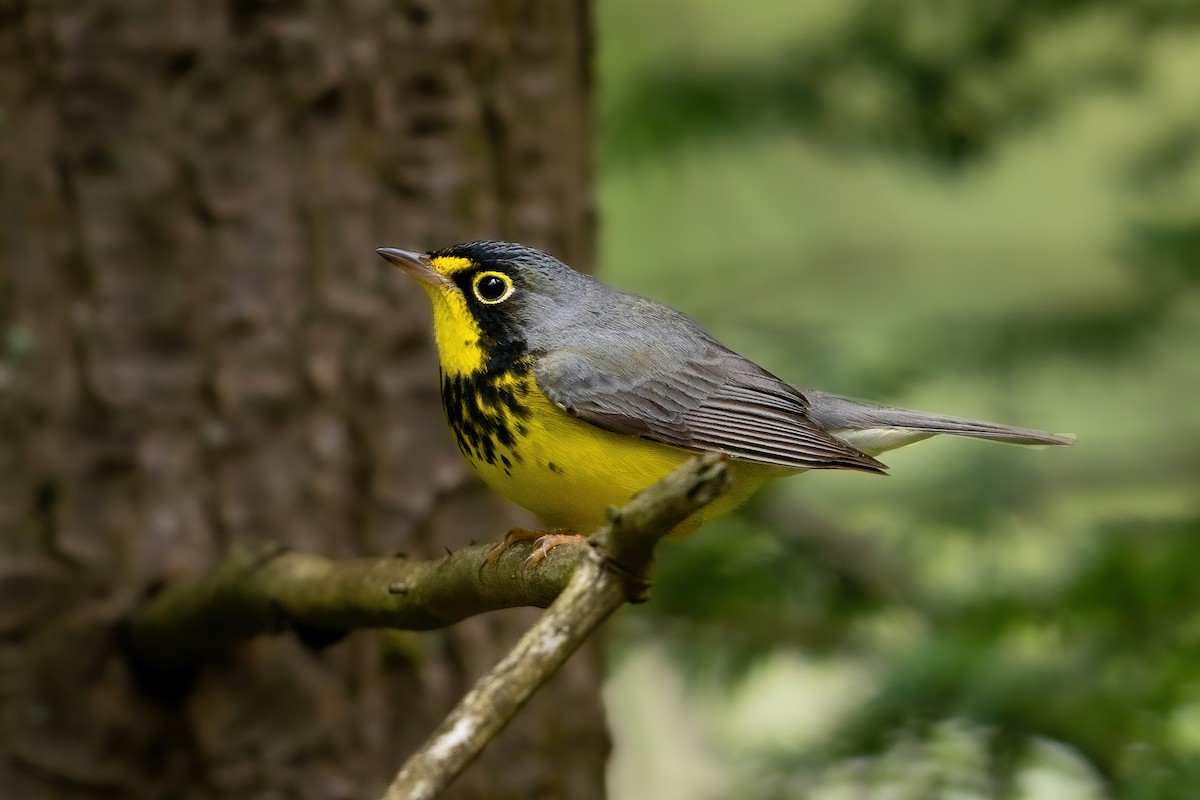 Canada Warbler - ML460161301