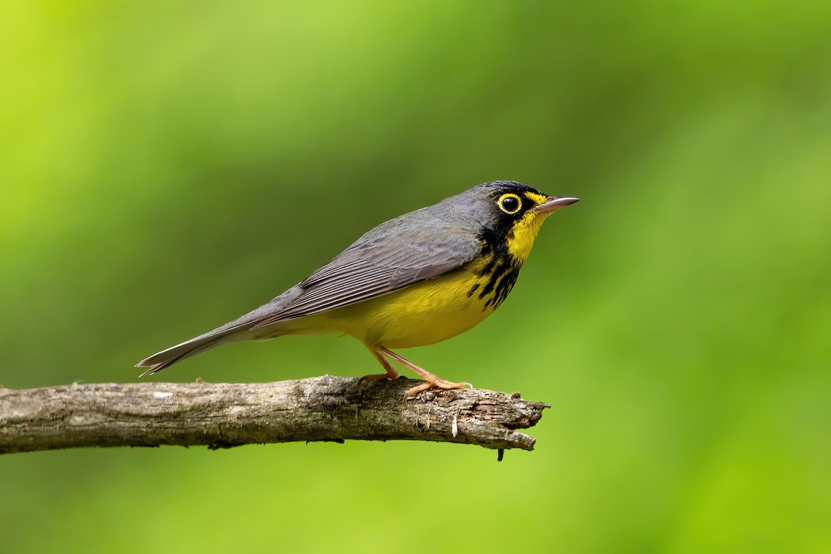 Canada Warbler - Alicia Ambers