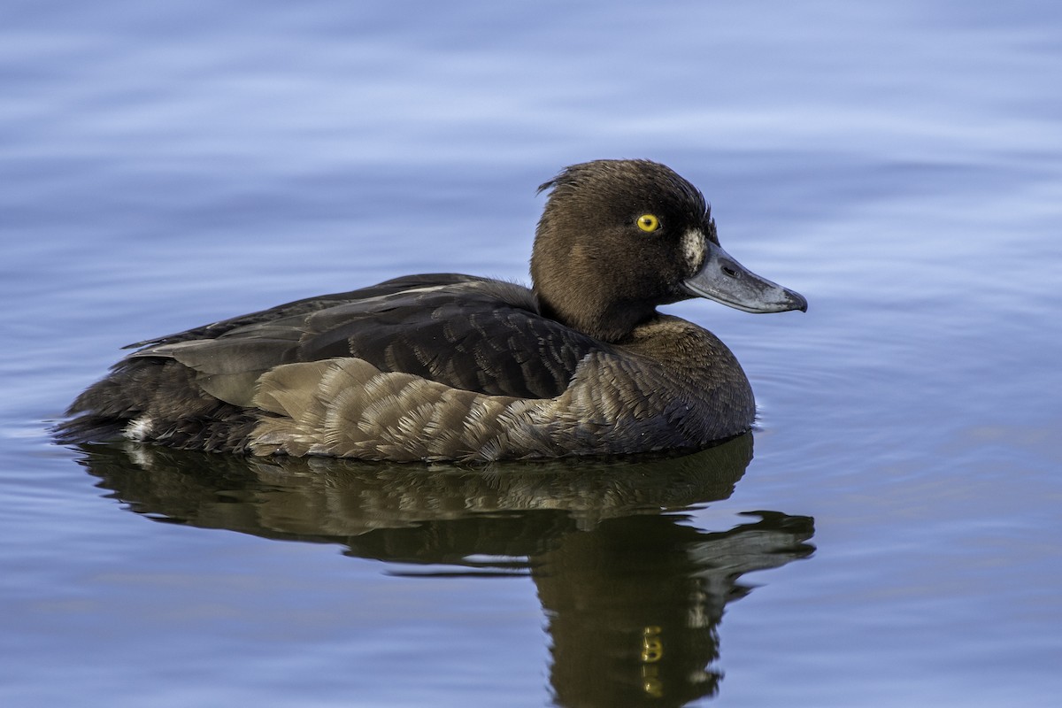 Tufted Duck - ML460164391