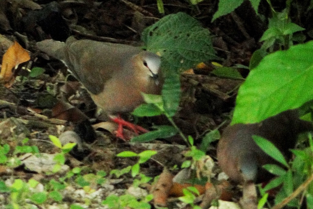 Gray-fronted Dove - ML46016721
