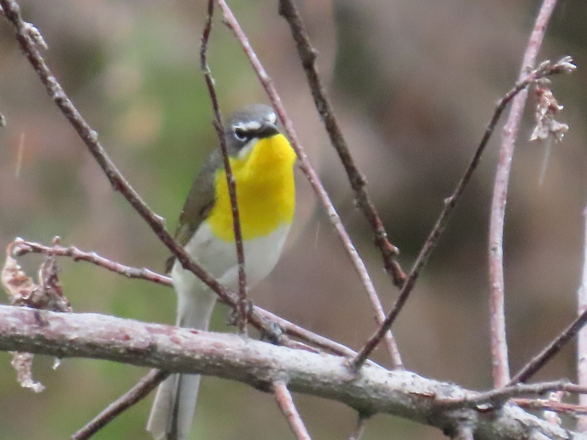Yellow-breasted Chat - Mike Nelson