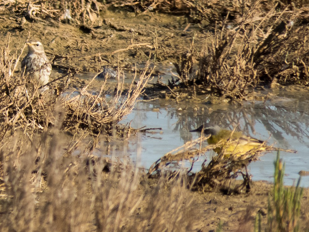 Water Pipit (Western) - ML46017471
