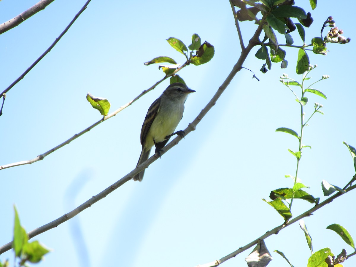Northern Mouse-colored Tyrannulet - ML46017671
