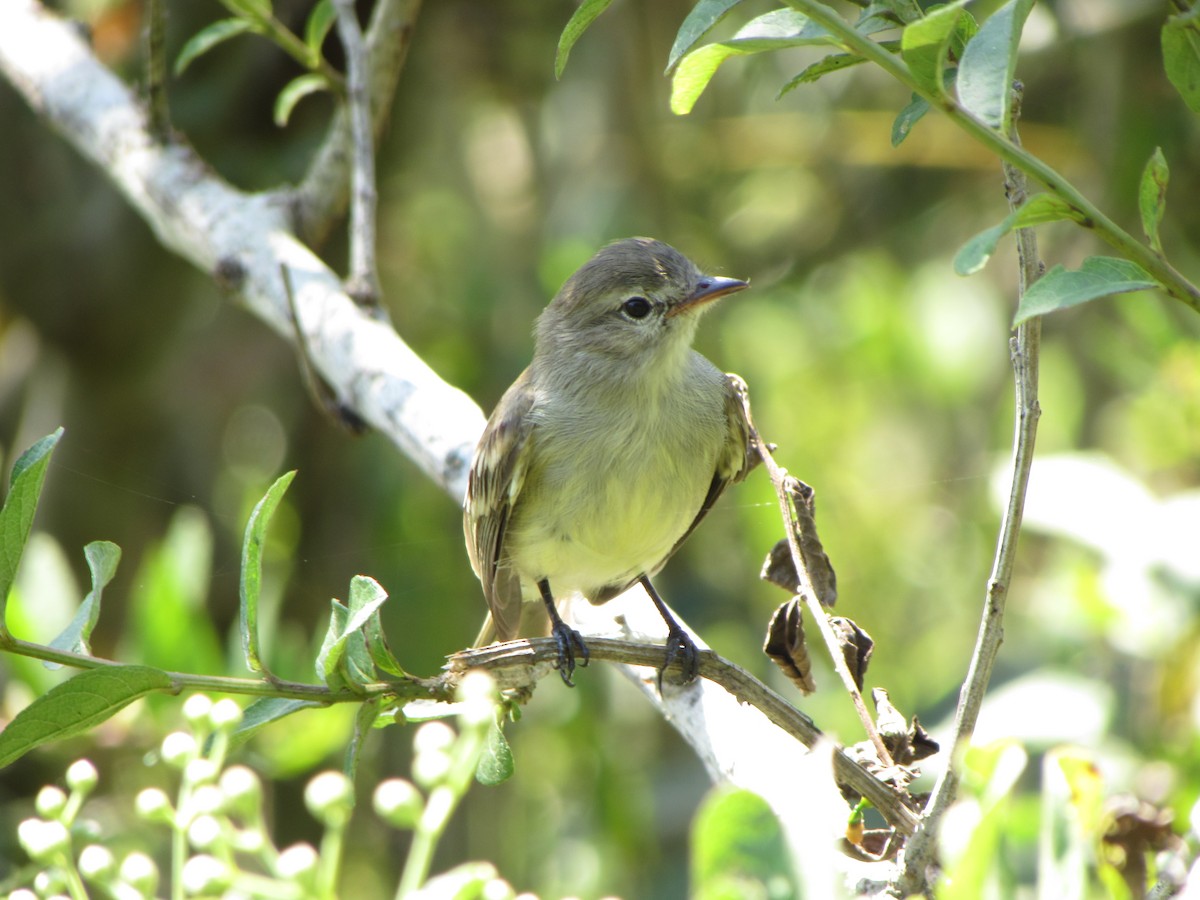 Northern Mouse-colored Tyrannulet - ML46017731