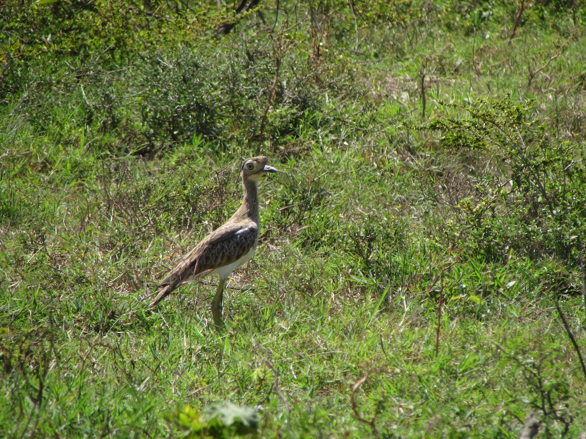 Double-striped Thick-knee - ML46018481