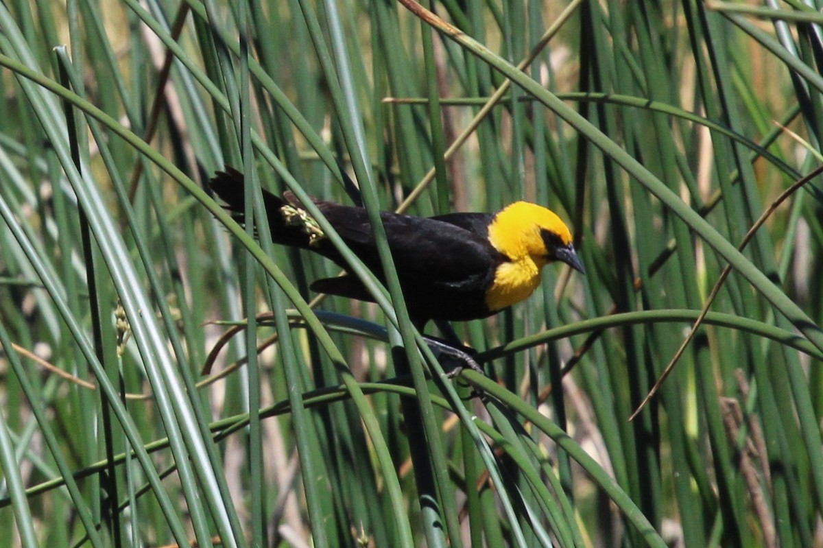 Yellow-headed Blackbird - ML460190781
