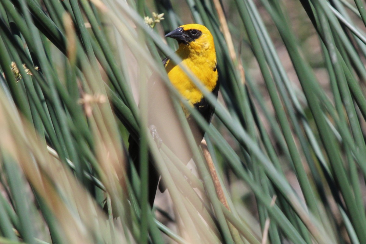 Yellow-headed Blackbird - ML460190791