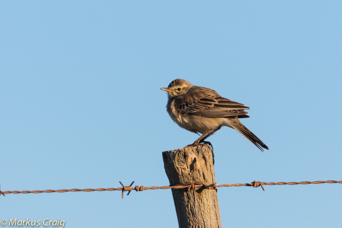 African Pipit (African) - Markus Craig