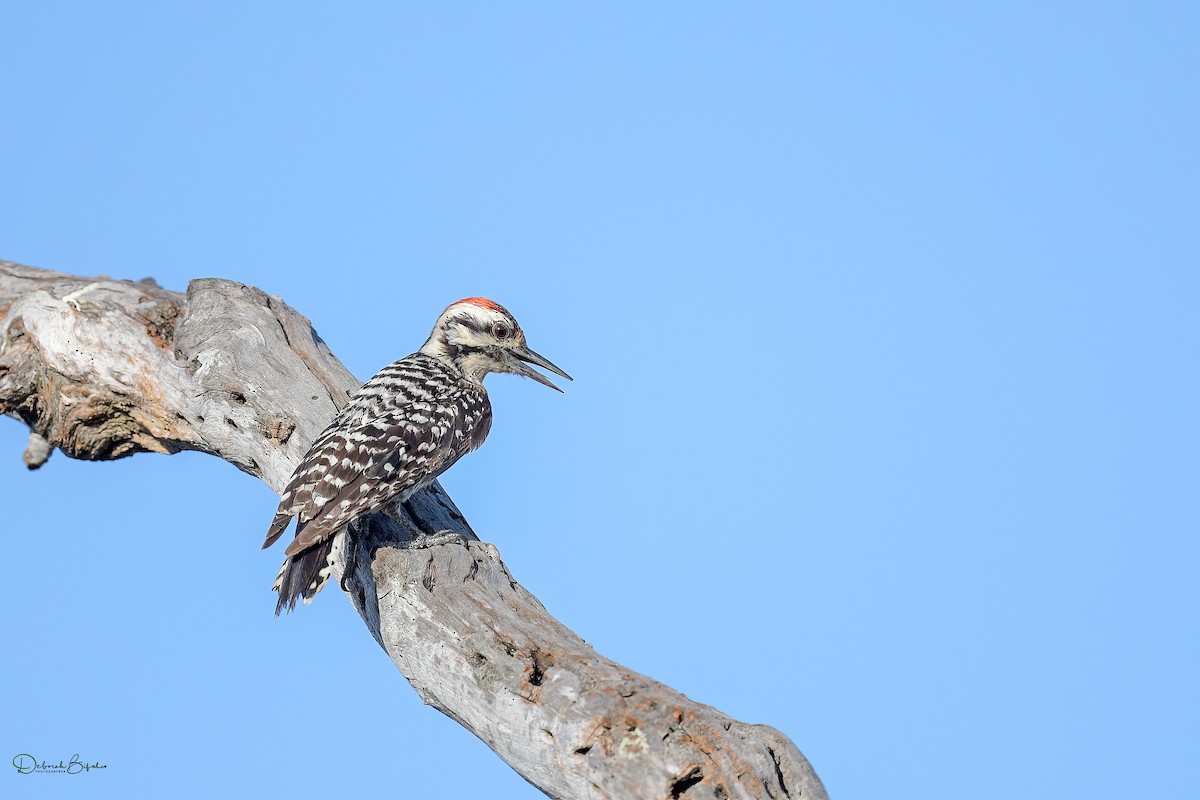 Ladder-backed Woodpecker - Deborah Bifulco